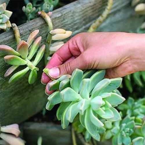  Banana tree planted near basil plant or tulsi for money according to vastu shastra