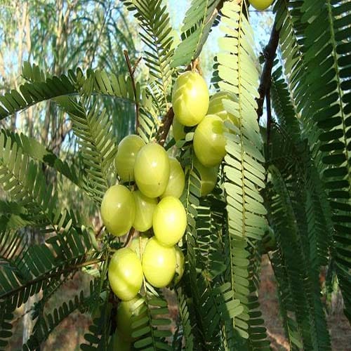 know your birth nakshtra or stars and tree connection
