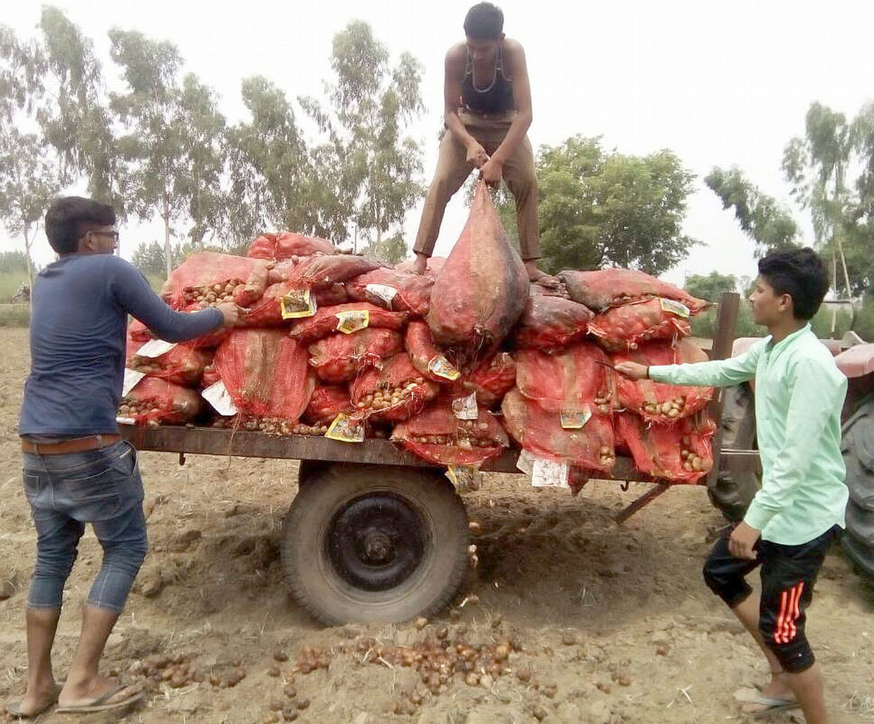 200 bits potato thrown in farm.