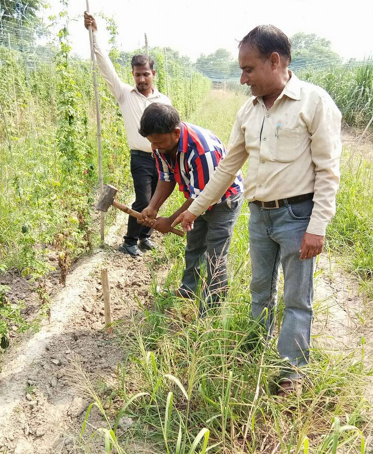Occupied with defective government land in villages.