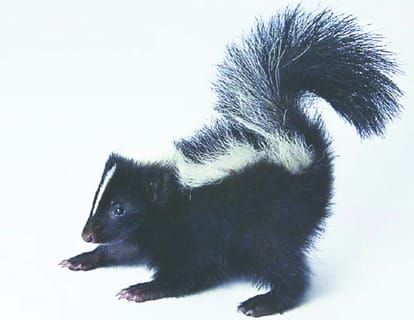 Skunk spray for miscreants