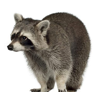 Skunk spray for miscreants