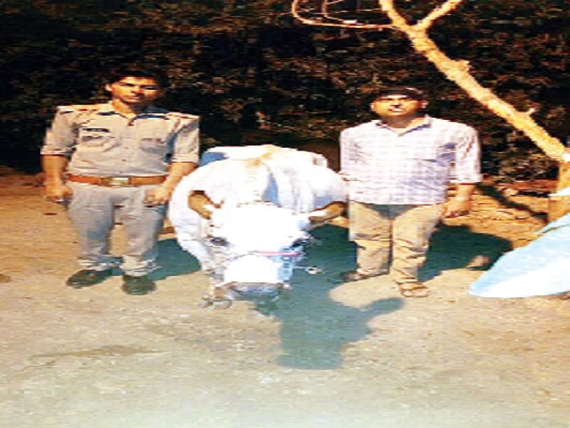 Meerut police searched the cow from social media, photo viral