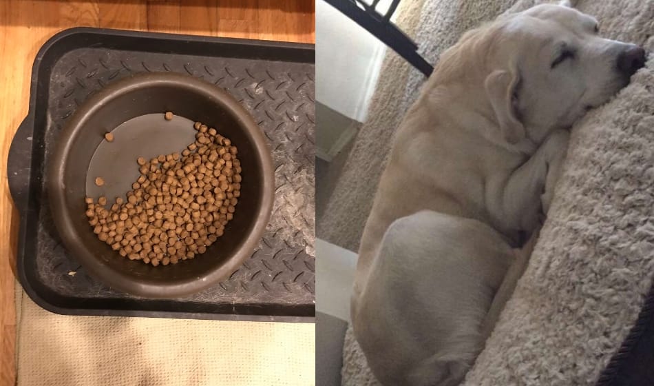 this dog always leaves its half food for someone, know here who it is