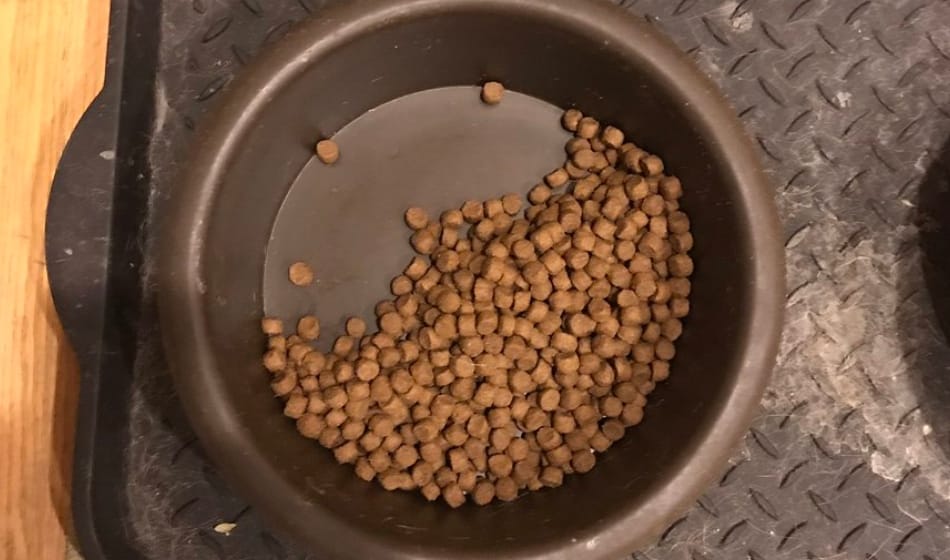 this dog always leaves its half food for someone, know here who it is