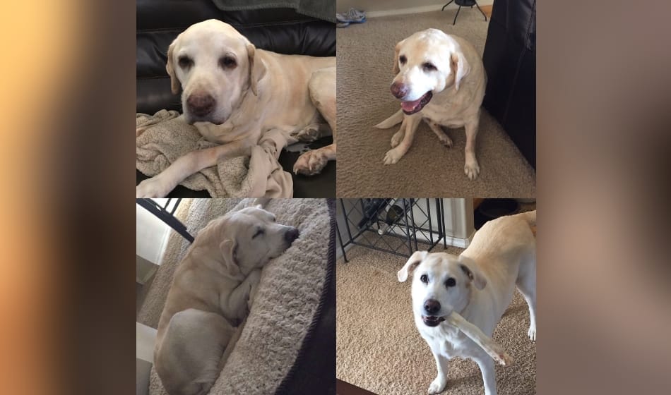 this dog always leaves its half food for someone, know here who it is