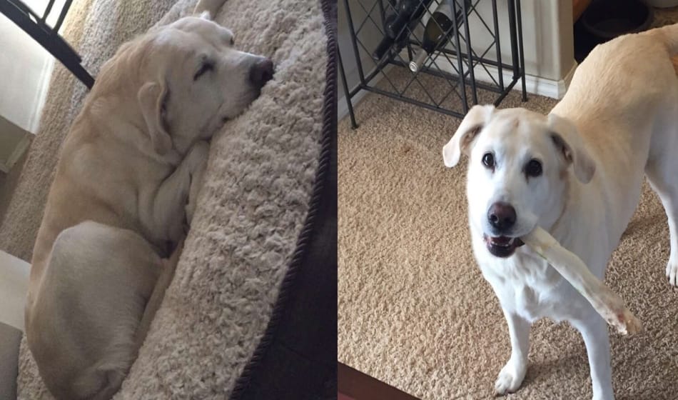this dog always leaves its half food for someone, know here who it is