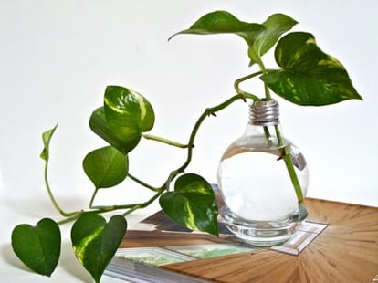 money plant as a symbol of prosperity, why?