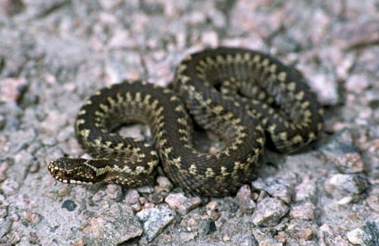 Ethiopian  woman bitten by a viper after catching germs from its MOUTH