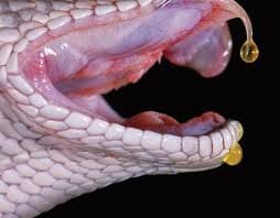 Ethiopian  woman bitten by a viper after catching germs from its MOUTH