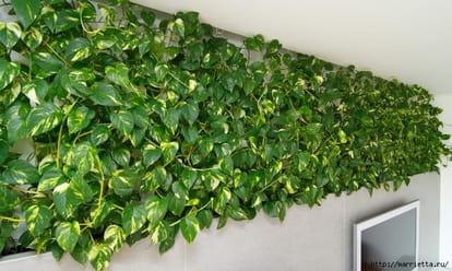 money plant as a symbol of prosperity, why?