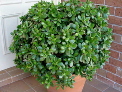 money plant as a symbol of prosperity, why?