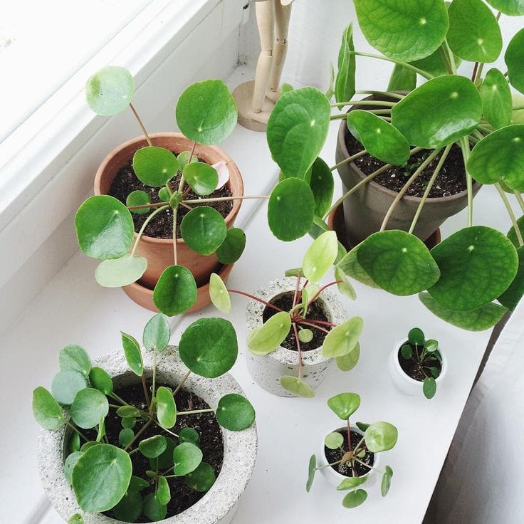money plant as a symbol of prosperity, why?