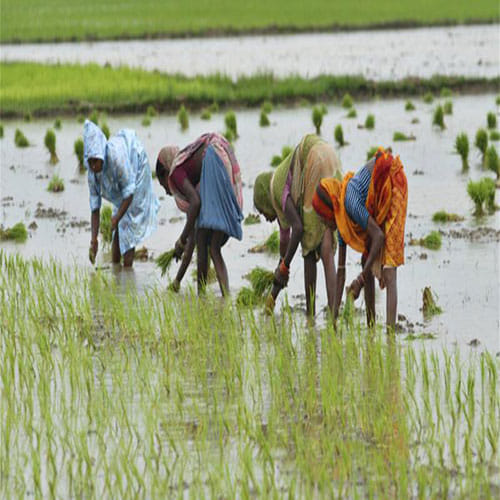 a farmer letter to son 