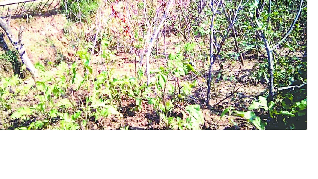Tomato farmers were hit by the hailstorm in Kharihi