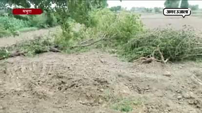 jcb runs on green trees for road construction in mathura  