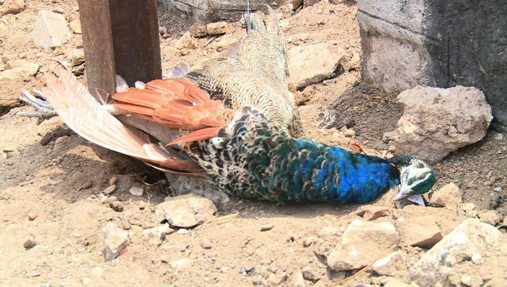 national bird deadbody found in kota