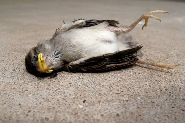 bird suicide phenomenon in Jatinga Assam, 