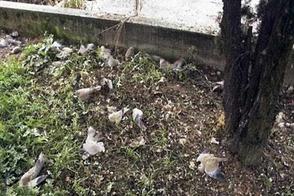 bird suicide phenomenon in Jatinga Assam, 