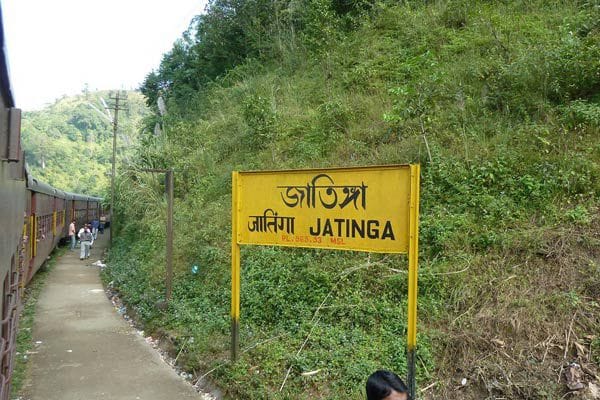 bird suicide phenomenon in Jatinga Assam, 