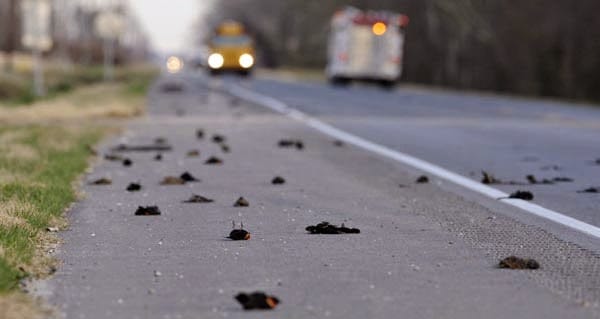 bird suicide phenomenon in Jatinga Assam, 