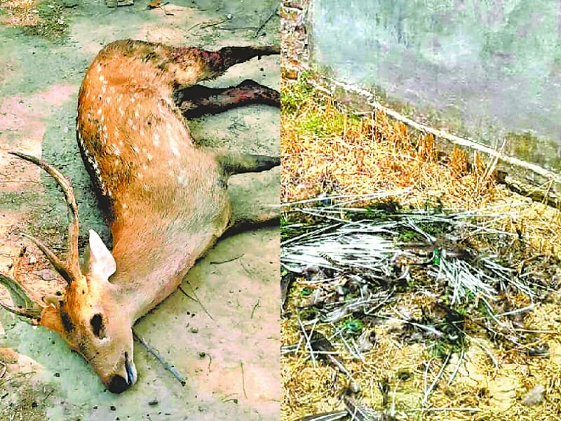 dogs killed peacock and deer in barabanki.