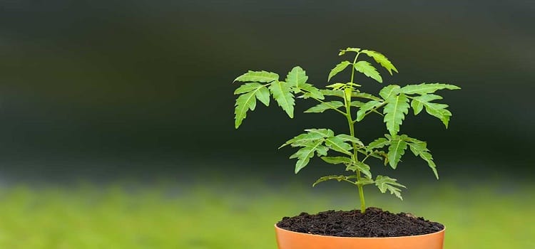 Plant a neem tree, the collector will come to drink tea your home