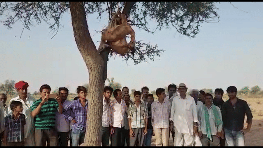 To protect deer from dogs, hanged upon the tree