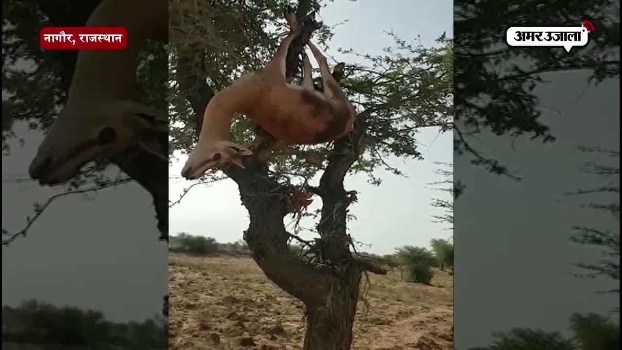नागौर