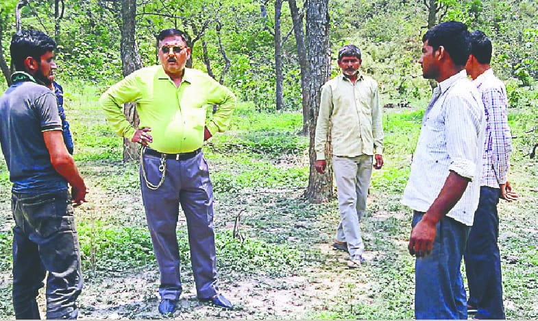 Smugglers cut seven trees