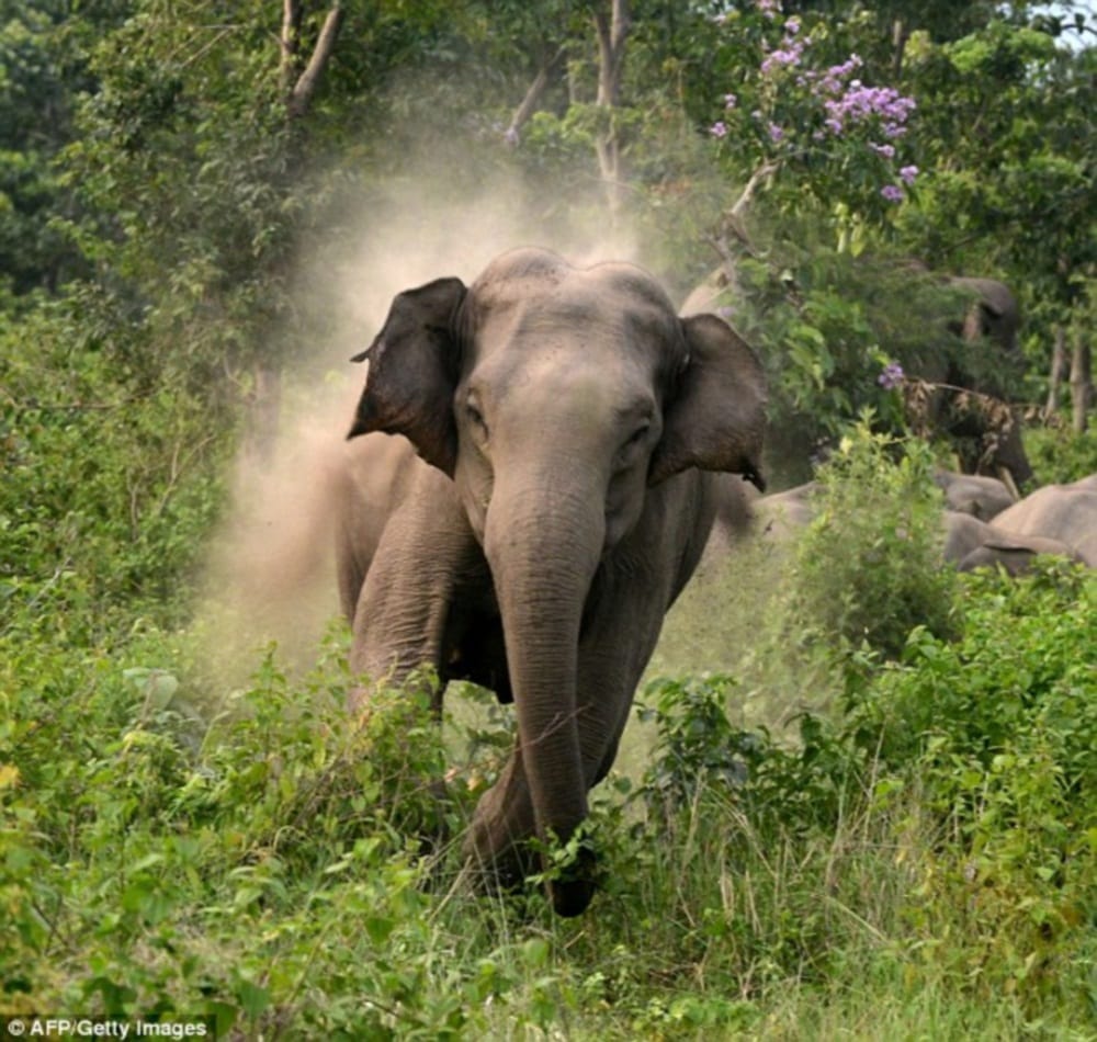 elephant teaches lesson to over smart youth in rishikesh
