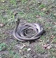  Panic of snakes, villagers are afraid of going to the farm