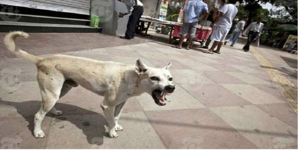 Dogs injure children and injure them, the crowd did the heap