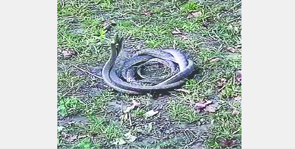 Two deaths from snake bite here, whole village in panic