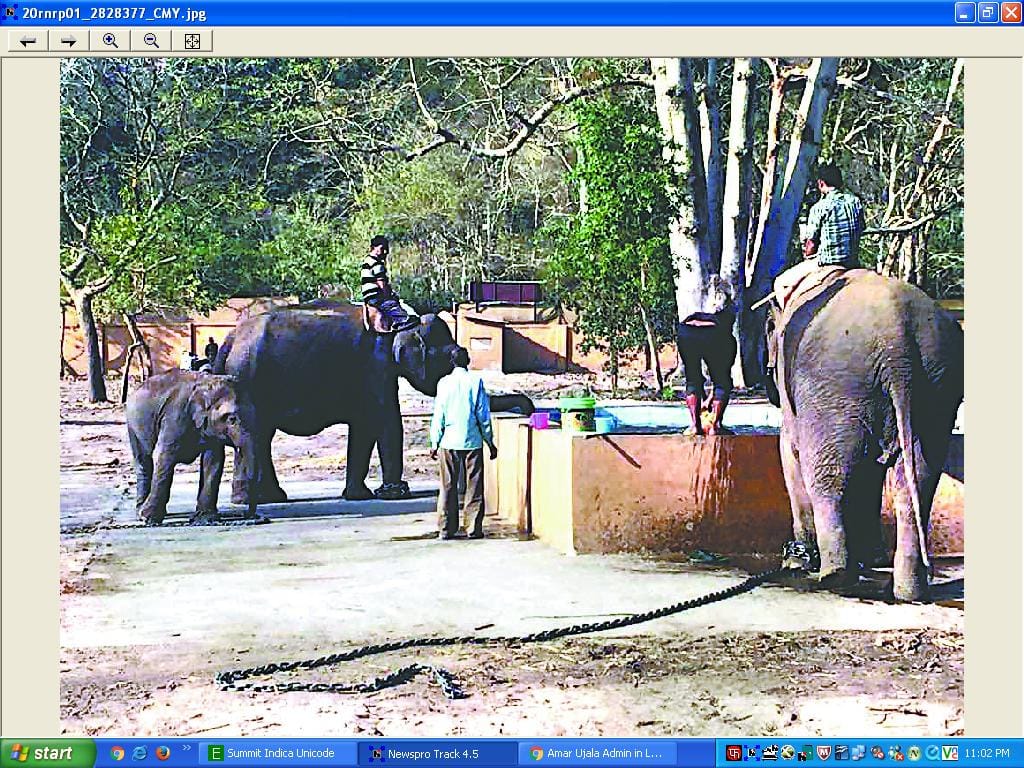 karnataka elephants comfortable at ramnagar