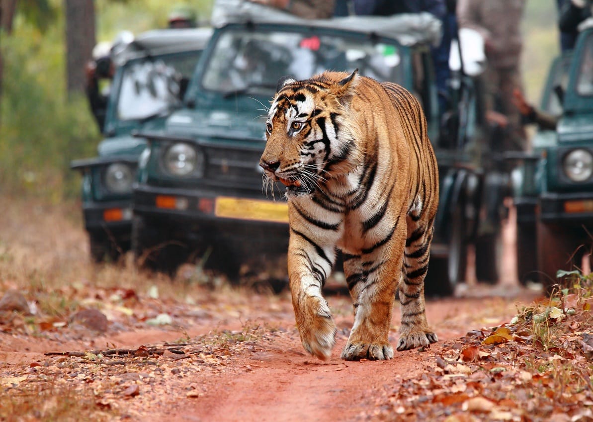 jungle safari will not stop in rainy season also in rajasthan