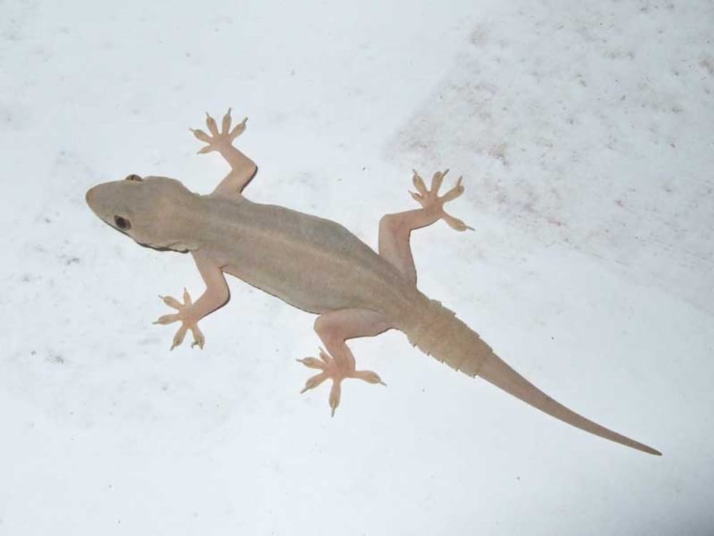 Ghaziabad : Snakes and lizards found in water tank at Migson Roof Society