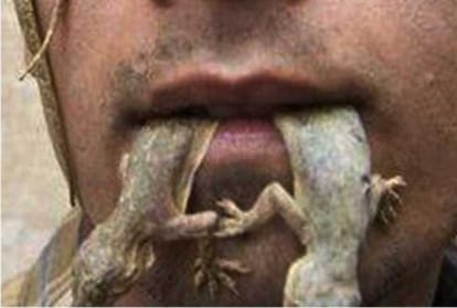 man eat Lizard then hospitalize