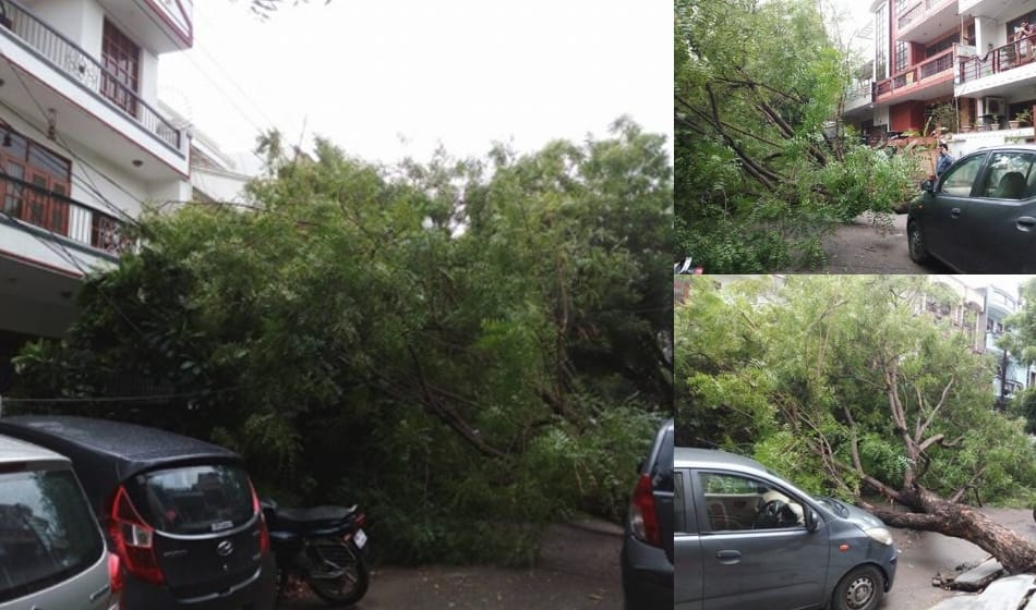 storm and rain in noida, old neem tree fallen on house