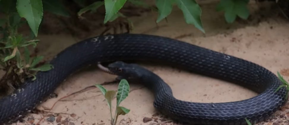 Watch how snake comes out alive from another snake mouth in this viral video