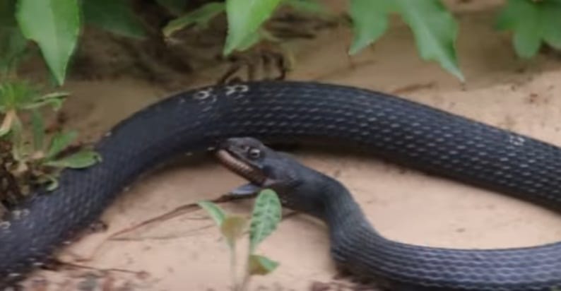 Watch how snake comes out alive from another snake mouth in this viral video