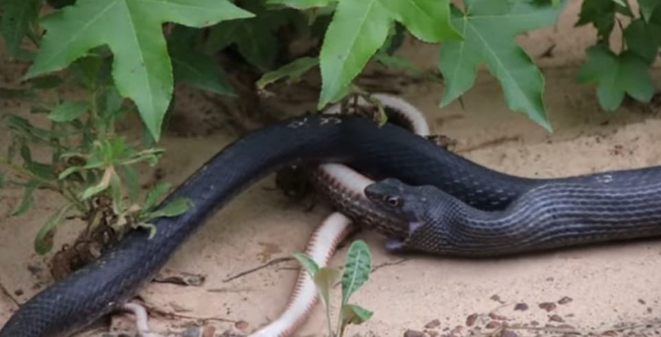 Watch how snake comes out alive from another snake mouth in this viral video