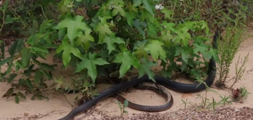 Watch how snake comes out alive from another snake mouth in this viral video