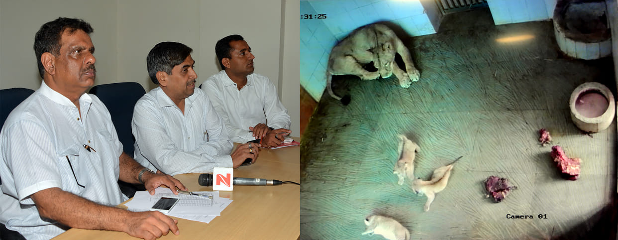 First Look Release: See how Tejika's cubs look