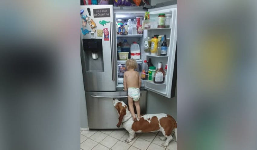 watch how toddler and his pet dog are stealing food from fridge