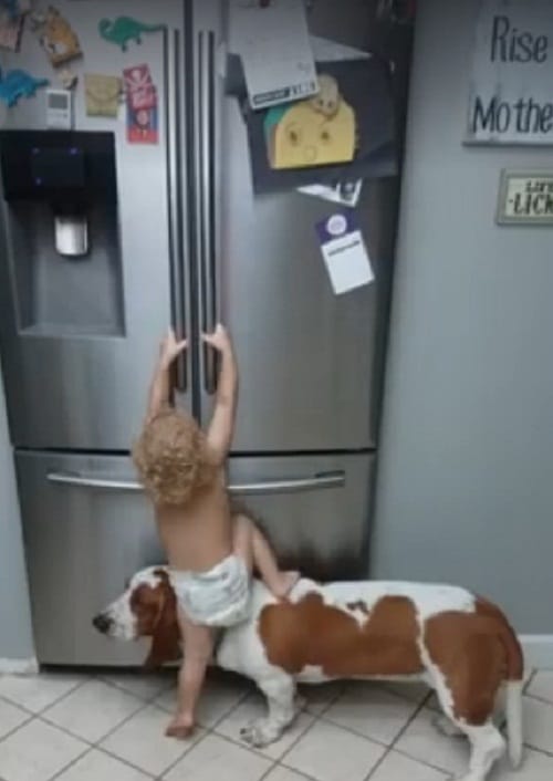 watch how toddler and his pet dog are stealing food from fridge