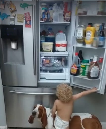 watch how toddler and his pet dog are stealing food from fridge
