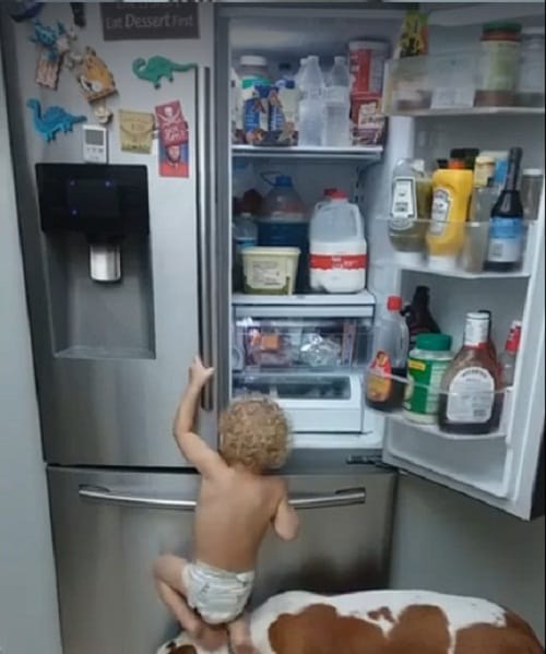 watch how toddler and his pet dog are stealing food from fridge