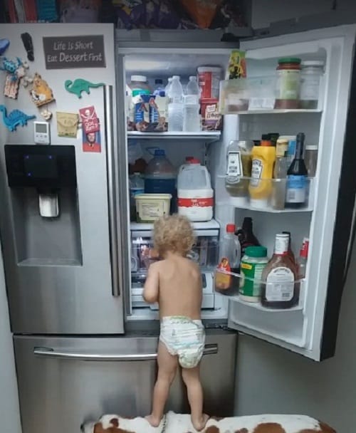 watch how toddler and his pet dog are stealing food from fridge