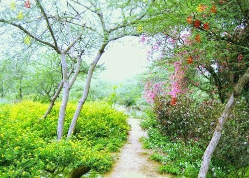 herbal garden in ajmer city too
